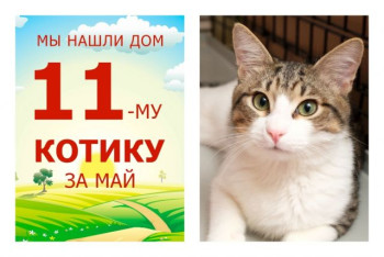 Провожаем домой десятимесячного котика Ульфа!