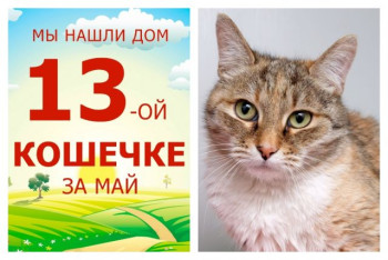 Милая кошечка Волга стала домашней любимицей!