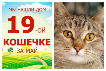 Годовалая кошечка Лиза отправилась в новую счастливую жизнь!