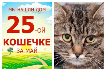 Годовалая кошечка Октябринка отправилась в счастливую домашнюю жизнь!