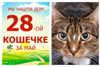 У трехлетней кошечки Звезды начинается новая жизнь!
