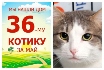 Домашняя и счастливая жизнь начинается у котика Патрика!