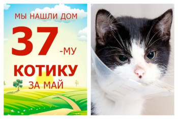 Годовалый котик Морисон отправился на встречу к своим заботливым хозяевам!