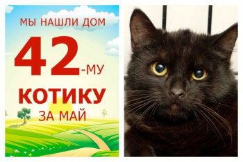 Котёнок Мейсон стал домашним и любимым!