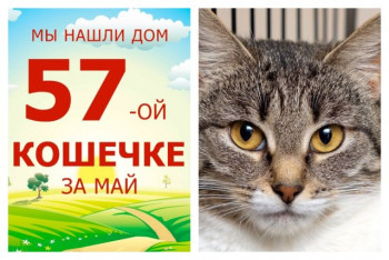 Отправляется домой очаровательная кошка Пеппичка!