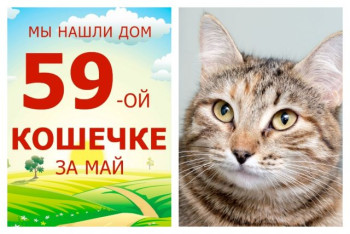 Спустя два месяца обрела дом кошечка Витильда!