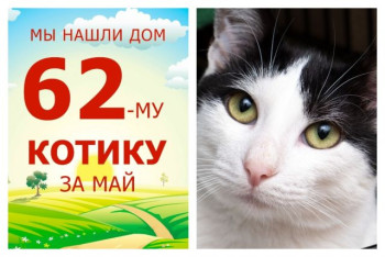 Котик Довиль стал домашним и любимым!