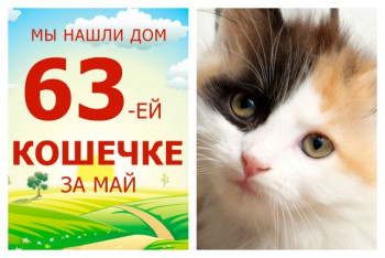 Спустя шесть дней домой умчалась крошка Сатоши!