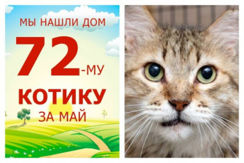 Мудрый котик Патиссон стал домашним любимцем!