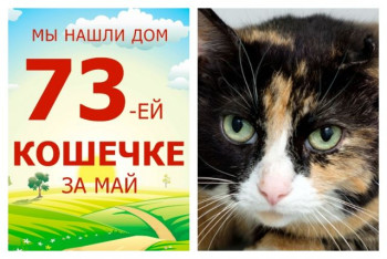 Новая счастливая жизнь начинается у кошечки Ушко!