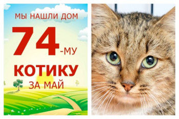 Котик Мускус нашёл свое домашнее счастье!