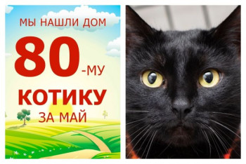 Котик Тёмушка начинает жизнь с чистого листа!