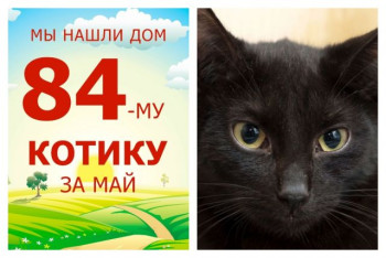 Котенок Дюрер стал домашним всего за три недели!