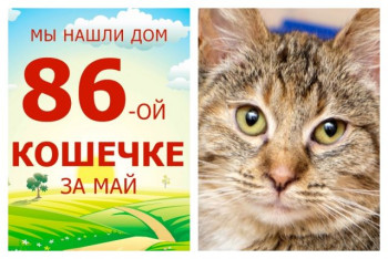 Нежная кошечка Шуня уехала в счастливую домашнюю жизнь!