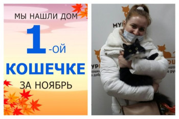Роскошная кошечка Фелипа теперь в надёжных руках!