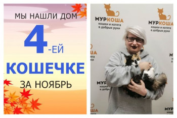 Яркая кошка Ксюшечка стала домашней всего за месяц!
