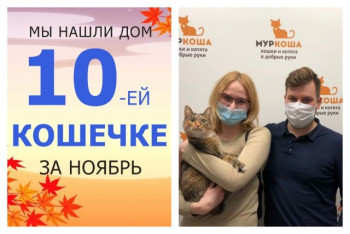 У кошечки Ирки снова появились дом и семья!