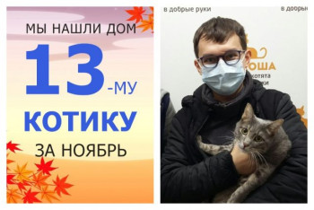 Котику Соломоше выпал новый шанс на домашнее счастье!