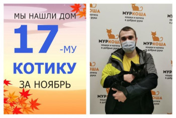 Кот Мишаня стал домашним и счастливым!