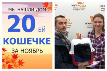 Кошечка Шаэна стала домашней и любимой!