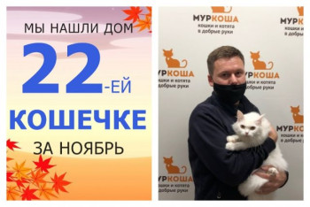 Кошечка Луни нашла свой новый дом всего за три дня!