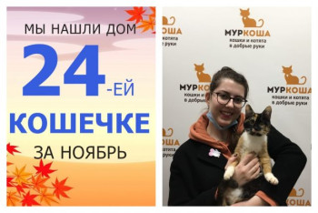 Кошечка Татоша вытянула счастливый билет!