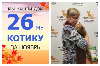 Котик Лари нашел дом за три недели!