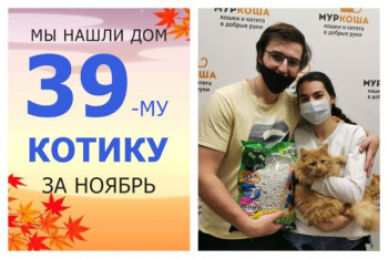 Яркий котик Огонь стал домашним всего за месяц!