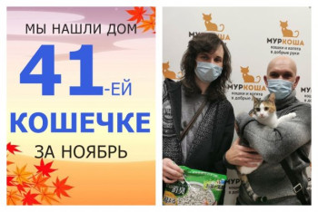 Милая Добряша теперь домашняя и счастливая!