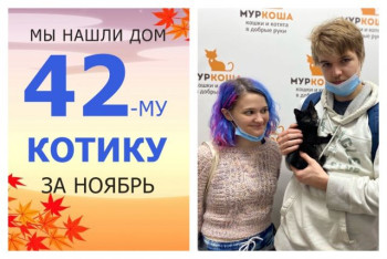 Милый котенок Кратос нашел дом за один месяц!