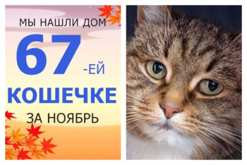 Кошечка Пантелеевна отправилась в счастливую домашнюю жизнь!