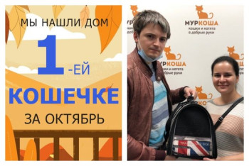 Нежная кошечка Пушинка начинает счастливую домашнюю жизнь!