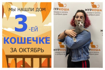 Кошечка Стефанель встретила заботливую хозяйку!