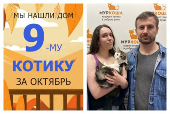 Котёнок Флиппер отправился в домашнюю жизнь!