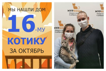 Котик Гюстаф стал домашним!