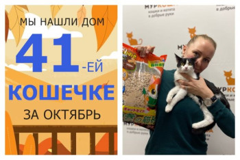 Юная кошечка Харуми теперь домашняя любимица!