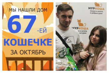 Кошечка Динь-динь встретила надежных хозяев!