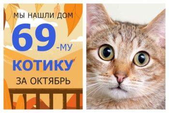 У котика Рококо начинается счастливая домашняя жизнь!