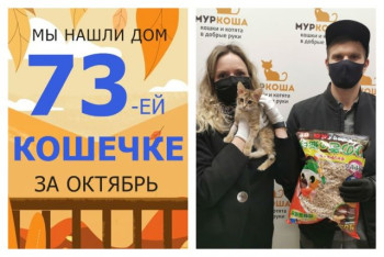 Чудесная кошечка Фейка теперь домашняя и счастливая!