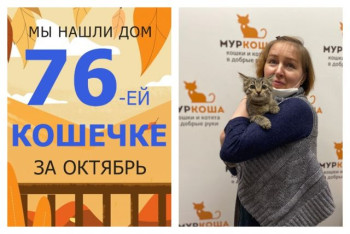 Кошечка Капитошка начинает домашнюю жизнь!