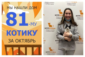 Очаровательный Пингви отправляется в домашнюю жизнь!