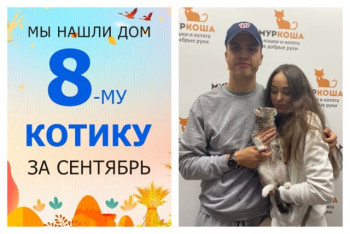 Котёнок Маслёнок уезжает домой!