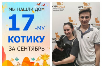 Уличный котик Маэстро стал домашним любимцем!