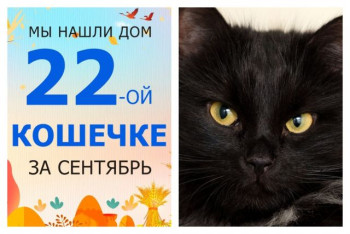 Кошечка Мелания начинает новую счастливую жизнь!
