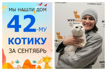 Роскошный котик Масаши получил второй шанс на домашнее счастье!