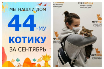 Котик Моисей встретил новую хозяйку меньше чем за месяц!
