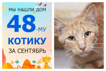 Котик Снуппи стал домашним и счастливым!