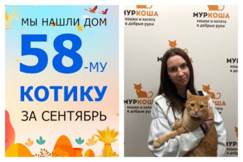 Котик Иско уезжает в новый дом!