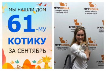 Котенок Ливерпуль стал домашним!