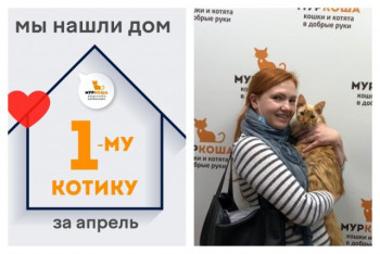 У котика Кысика появилась надёжная хозяйка!